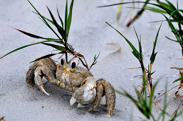 Ghost Crab by Peter DeFina Ghost Crab by Peter DeFina