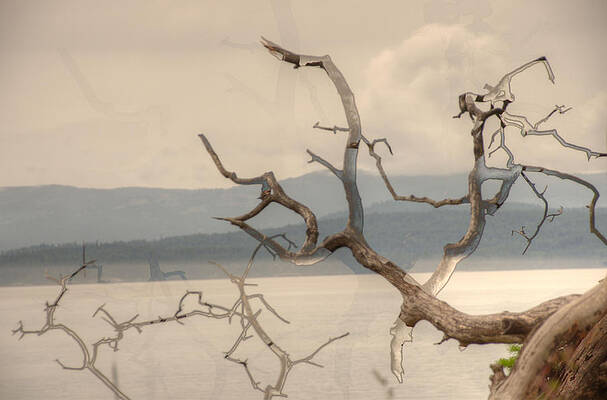 Ghost Tree by Kathy Paynter Ghost Tree by Kathy Paynter
