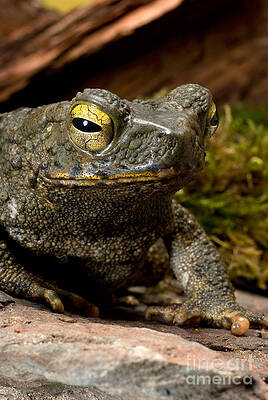 Wall Art - Photograph - Giant Asian Toad by Frank Teigler