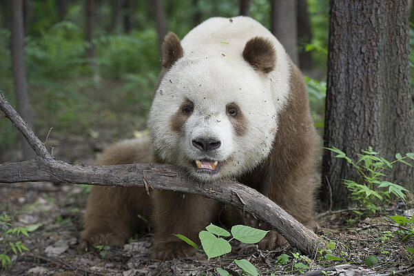 Wall Art - Photograph - Giant Panda Brown Morph China by Katherine Feng