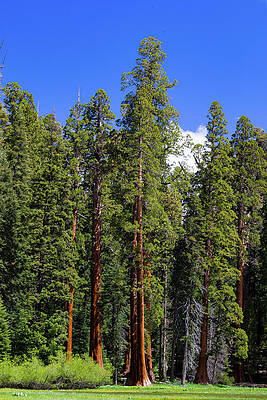 Wall Art - Photograph - Giant Sequoia Tree In A Forest, Sequoia by Panoramic Images