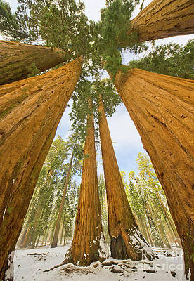 Wall Art - Photograph - Giant Sequoias and First Snow by Yva Momatiuk John Eastcott