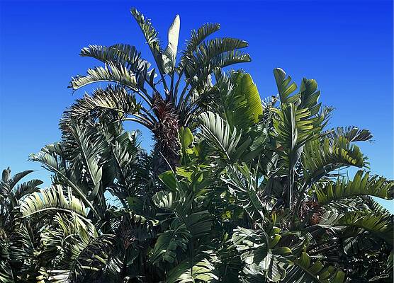 GIANT STRELITZIA Strelitzia nicolai by Owen Bell GIANT STRELITZIA Strelitzia nicolai by Owen Bell
