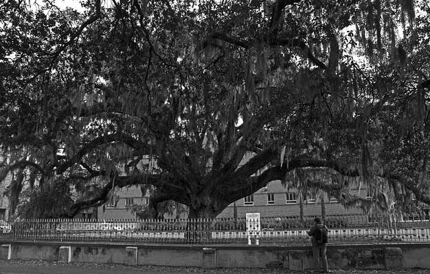 Giant Tree by Dave Onomastico