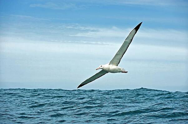 Wall Art - Photograph - Gibson's Wandering Albatross In Flight by Science Photo Library