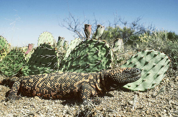 Wall Art - Photograph - Gila Monster Heloderma S. Suspectum by Gerald C. Kelley