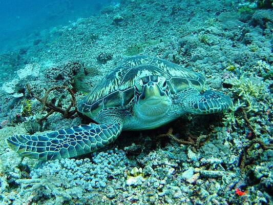 Gillis turtle by Crystal Beckmann