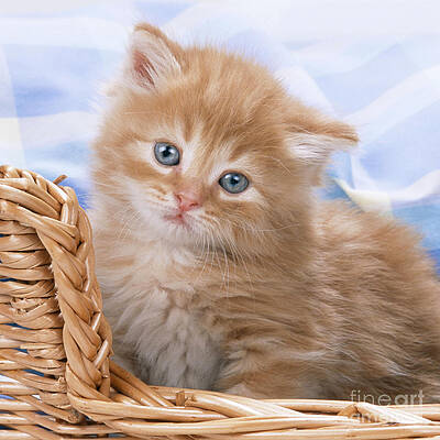 Wall Art - Photograph - Ginger Kitten In Basket by John Daniels