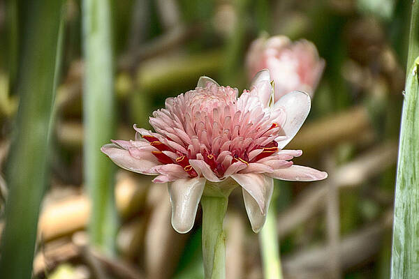 Wall Art - Photograph - Ginger Plant Flower by Douglas Barnard