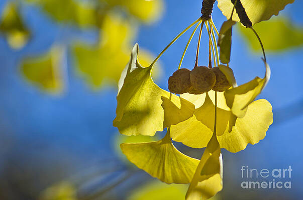 Ginkgo fruits in autumn by Steven Foster Ginkgo fruits in autumn by Steven Foster
