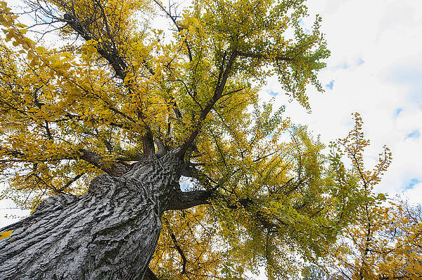 Ginkgo tree 3-1113 by Steven Foster Ginkgo tree 3-1113 by Steven Foster