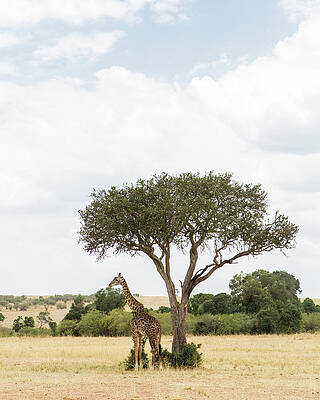 Wall Art - Photograph - Giraffe In Kenya by Stephen DeVries
