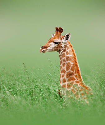 Wall Art - Photograph - Giraffe lying in grass by Johan Swanepoel