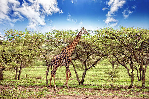 Wall Art - Photograph - Giraffes, Serengeti National Park by Jason Maehl