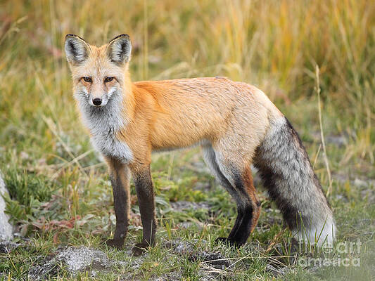 Wall Art - Photograph - Glancing Fox by Bill Singleton