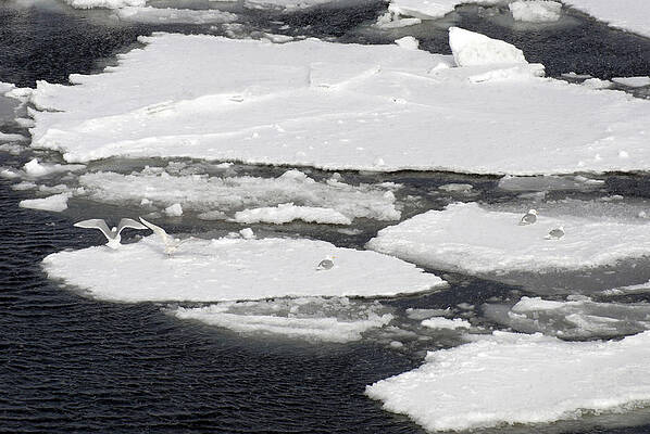 Wall Art - Photograph - Glaucous-winged Gulls On Sea Ice by Carleton Ray