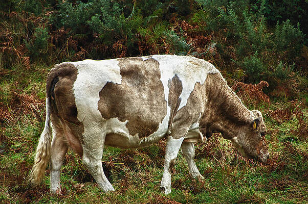 Glendalough Cattle 1 by Trever Miller Glendalough Cattle 1 by Trever Miller
