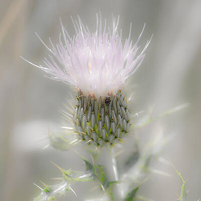 Glimmering Thistle by Debra Martz Glimmering Thistle by Debra Martz