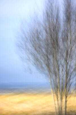Wall Art - Photograph - Glimpse of Trees Sand and Beach by Carol Leigh