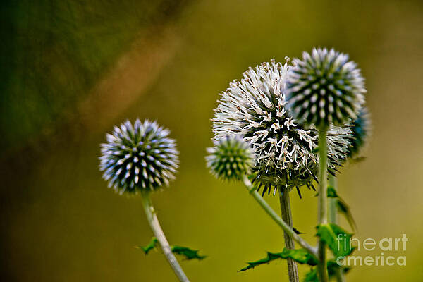 Globe Thistle by Michael Cummings Globe Thistle by Michael Cummings