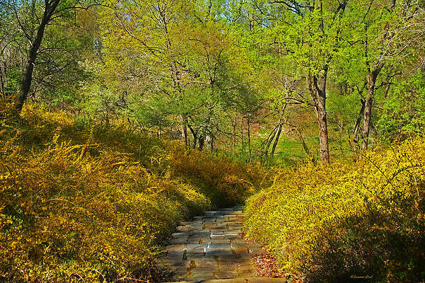 Glorious Forsythia by Suzanne Stout Glorious Forsythia by Suzanne Stout