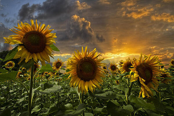 Wall Art - Photograph - Glory by Debra and Dave Vanderlaan