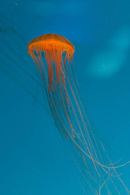 Glowing Orange Sea Nettle by Scott Campbell Glowing Orange Sea Nettle by Scott Campbell