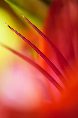 Wall Art - Photograph - Glowing Red. Lily Macro Abstract by Jenny Rainbow