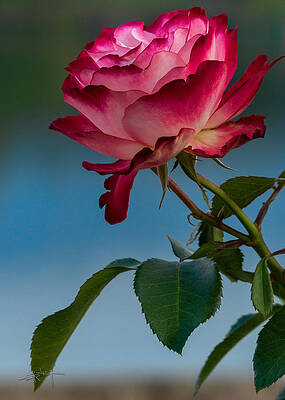 Glowing Rose by Ed Kelley Glowing Rose by Ed Kelley