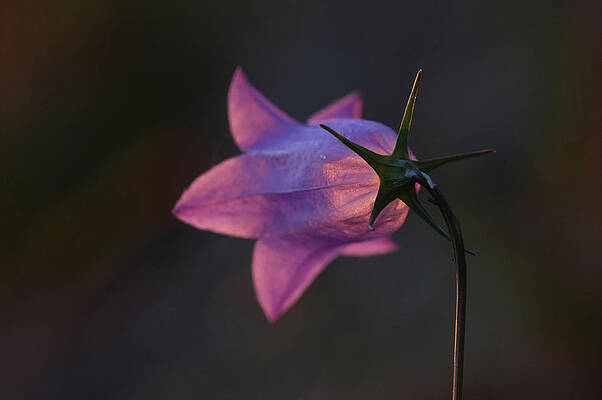 Glowing Sunset Flower by Dreamland Media Glowing Sunset Flower by Dreamland Media