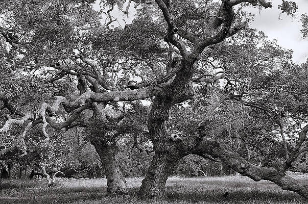 Wall Art - Photograph - Gnarly Tree  by Daniel George