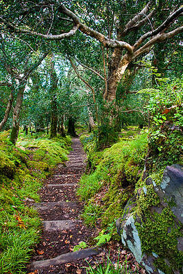 Wall Art - Photograph - Go Down In The Woods by Mark Callanan