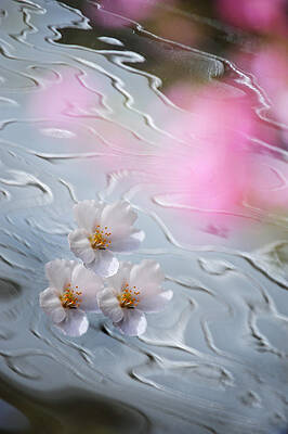 Wall Art - Photograph - Go with Spring Flow by Jenny Rainbow