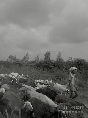  Photograph - Goatherd's Delight by Mini Arora