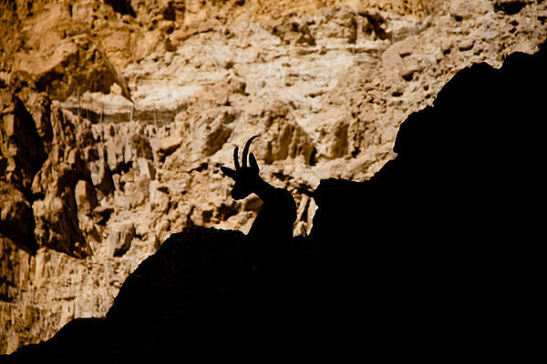 Goats in Ein Gedi Reserve by Daniel Fainberg