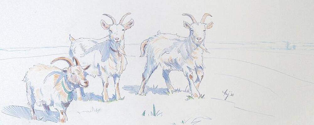 Wall Art - Drawing - Goats by Mike Jory