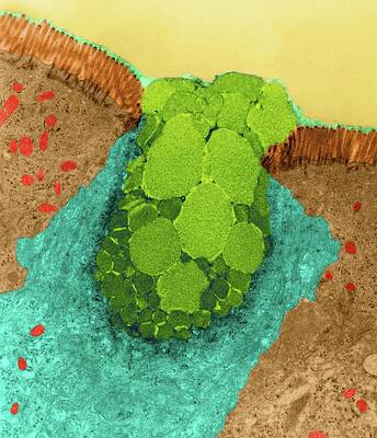 Wall Art - Photograph - Goblet Cell In The Lining Of The Nasal Epithelium by Science Photo Library