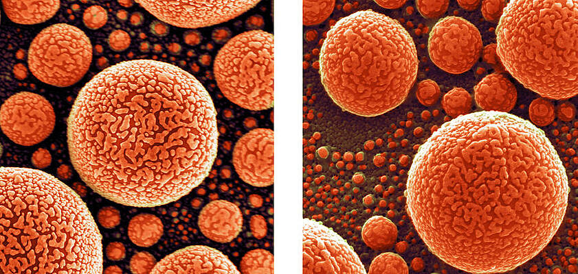 Wall Art - Photograph - Gold Atoms, Sem Vs. Shim by Science Source