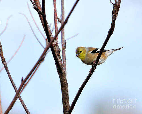 Gold Finch by Jimmy Cornett