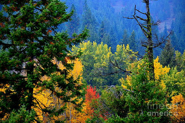 Gold Zen by Greg Patzer Gold Zen by Greg Patzer