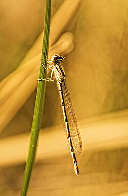 Golden Damsel by Tracy Thomas Golden Damsel by Tracy Thomas