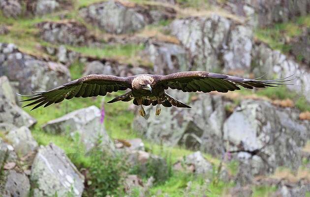 Wall Art - Photograph - Golden Eagle In Flight by Science Photo Library