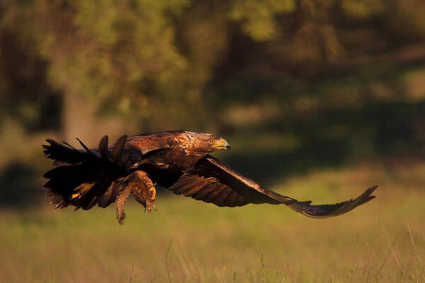 Wall Art - Photograph - Golden Eagle on the Hunt by Beth Sargent