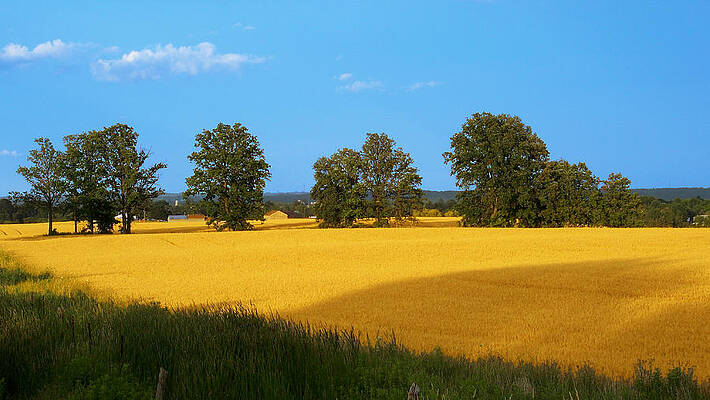 Golden Fields by John W Marin