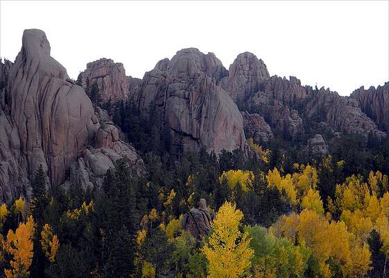 Golden Gold Camp Road by Michelle Frizzell-Thompson