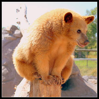 Golden Grizzly Cub by Kathy Sampson Golden Grizzly Cub by Kathy Sampson