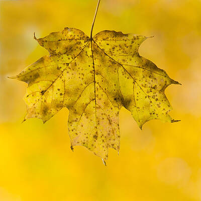 Golden Maple Leaf by Sebastian Musial Golden Maple Leaf by Sebastian Musial