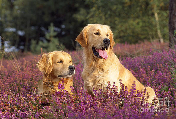 Wall Art - Photograph - Golden Retriever Dogs In Heather by John Daniels