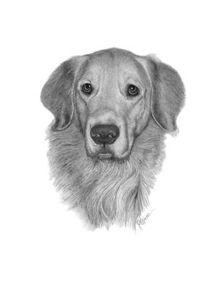 Golden Retriever by Joe Olivares Golden Retriever by Joe Olivares