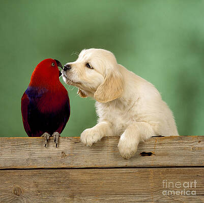 Wall Art - Photograph - Golden Retriever With Grand Eclectus by John Daniels